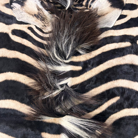 Real Zebra Skin Rug Hide # 24 HUGE Size: 8.7X 7 feet - FREE ZEBRA PILLOW CASE