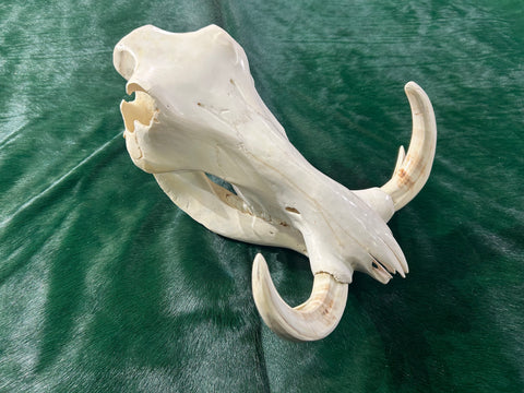 African Pig Skull - Real Warthog Polished Cranium - Approximate Size: About 15" long X 12" wide X 7 1/2" deep