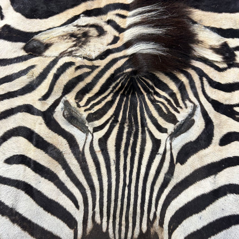 Real Zebra Face Leather - Size: 25x20"