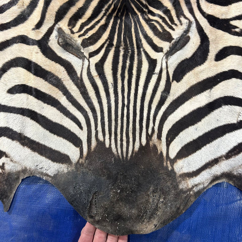Real Zebra Face Leather - Size: 25x20"