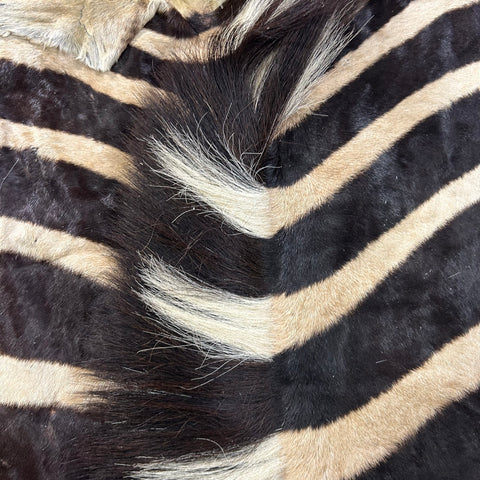 Real Zebra Face Leather - Size: 36x21"