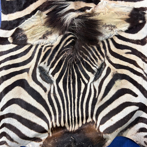 Real Zebra Face Leather - Size: 36x21"