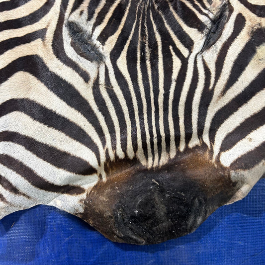 Real Zebra Face Leather - Size: 36x21"