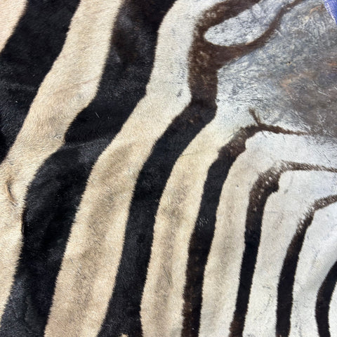 Half Zebra Skin # 84 Size: 60x29"