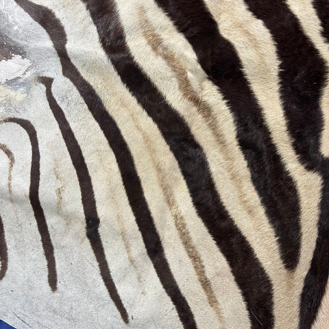Half Zebra Skin # 85 Size: 54x30"