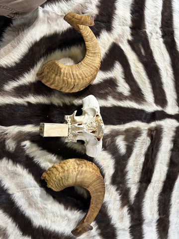 Ram Skull - BIG Real Marino Ram Horns and Skull - Approx Size: 10LX17WX8D inches - Made for Wall Hanging with Metal Bracket on the Back