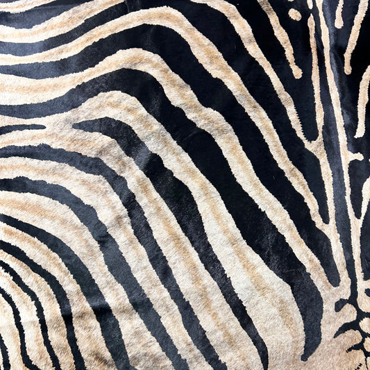 Genuine Zebra Cowhide Rug (background is a bit brindle) Size: 7.2x6 feet Z-353