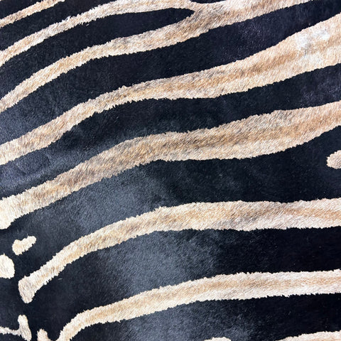 Genuine Zebra Cowhide Rug (background is a bit brindle) Size: 7.2x6 feet Z-353