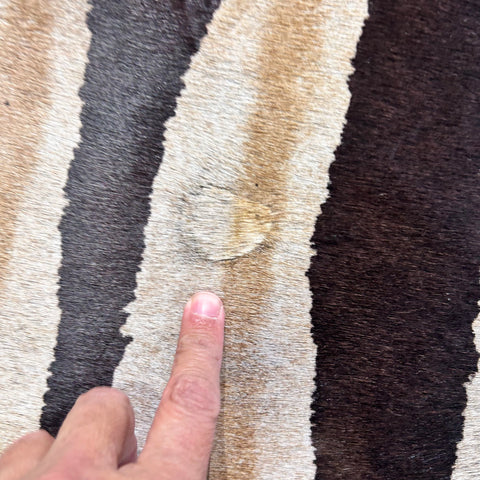 Genuine Zebra Cowhide Rug (background has a bit grey/ 1 small patch) Size: 7.5x5.5 feet Z-354