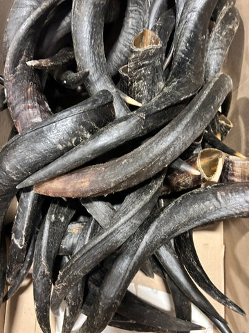 1 Natural Kudu Horn, Kudu Horn, big dog chew, Deer Horn Average Size XS: 20 to 23 inches long (around curls)