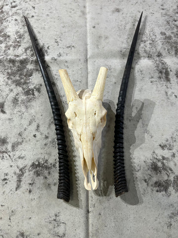 BIG Oryx Skull - African Antelope Horn + Gemsbok Skull (Horns are around 34 and 33 inches)