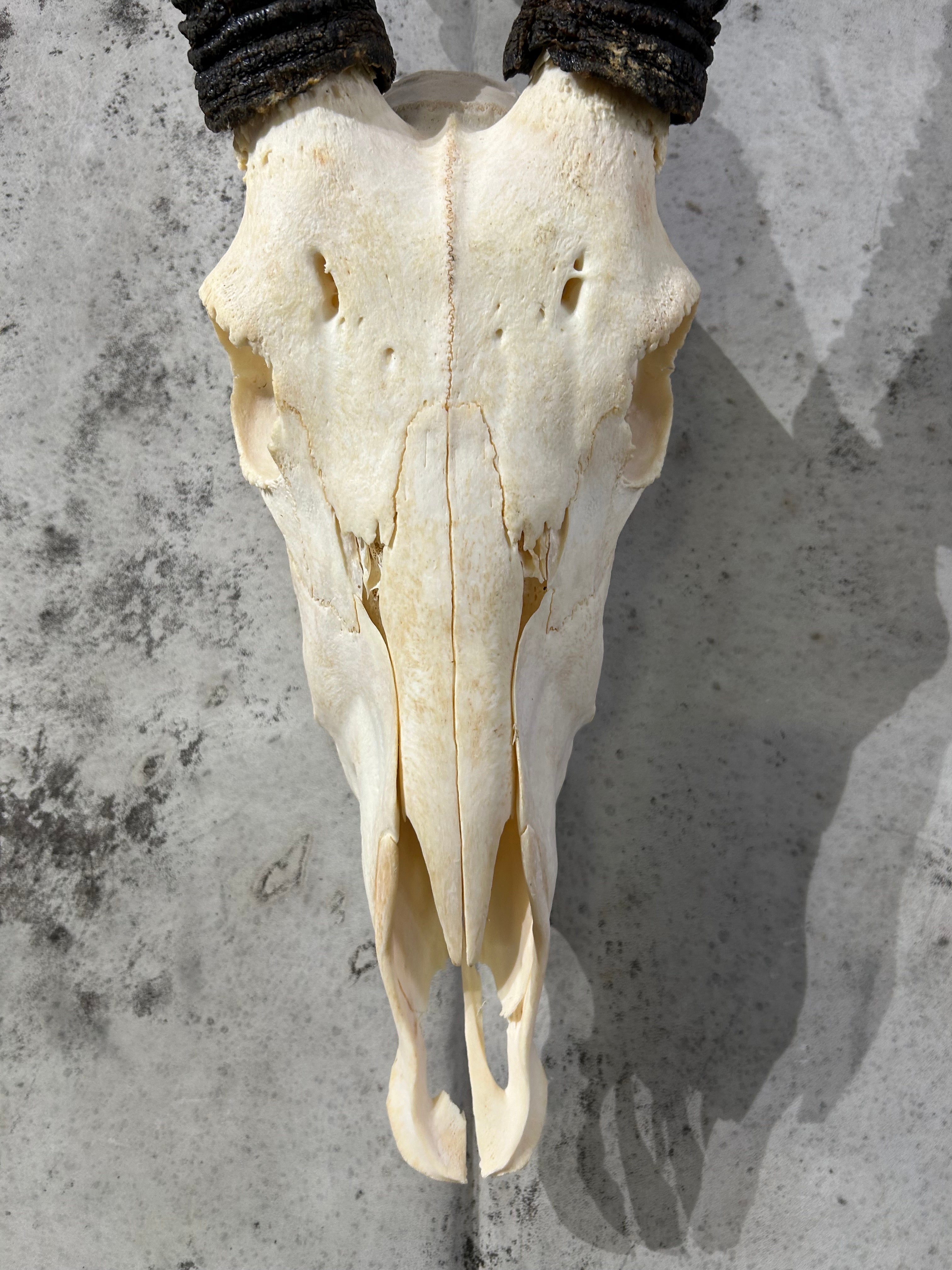 BIG Oryx Skull - African Antelope Horn + Gemsbok Skull (Horns are around 34 and 33 inches)