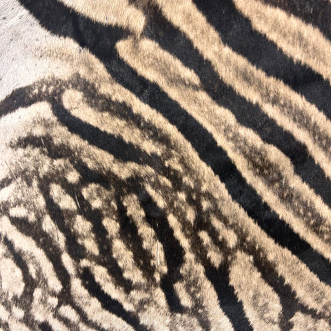 Real Zebra Skin Rug Hide # 26 Size: 8X 6.5 feet - FREE ZEBRA PILLOW CASE