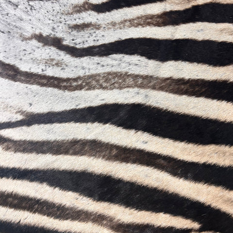 Real Zebra Skin Rug Hide # 26 Size: 8X 6.5 feet - FREE ZEBRA PILLOW CASE