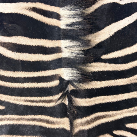 Real Zebra Skin Rug Hide # 26 Size: 8X 6.5 feet - FREE ZEBRA PILLOW CASE