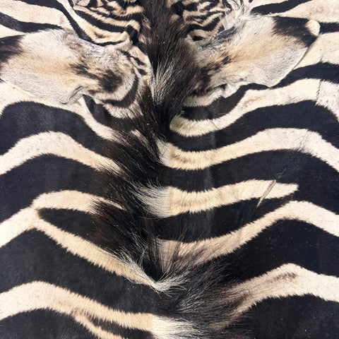 Real Zebra Skin Rug Hide # 26 Size: 8X 6.5 feet - FREE ZEBRA PILLOW CASE