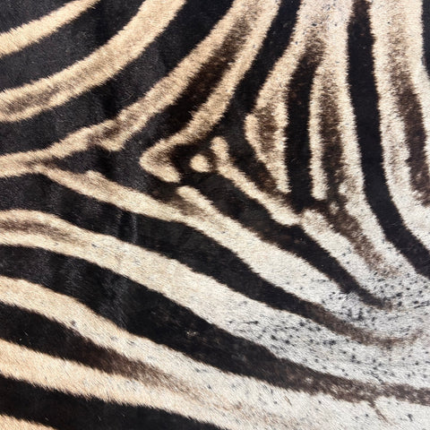 Real Zebra Skin Rug Hide # 26 Size: 8X 6.5 feet - FREE ZEBRA PILLOW CASE