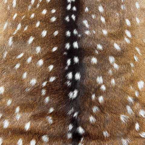 Axis Deer Skin Size: 42"x34" Axis-741