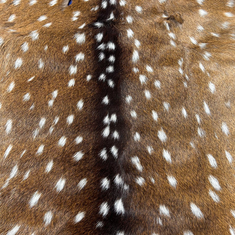 Axis Deer Skin Size: 42"x34" Axis-741