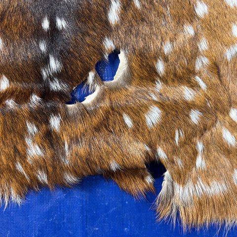 Axis Deer Skin Size: 39"x30" Axis-742