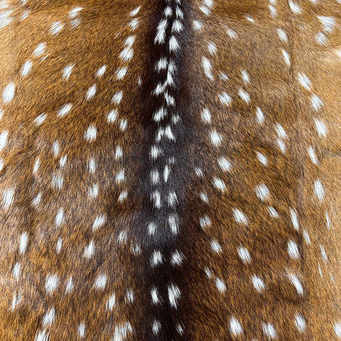 Axis Deer Skin Size: 39"x30" Axis-742