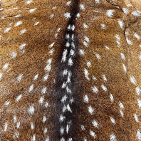 Axis Deer Skin Size: 39"x30" Axis-742