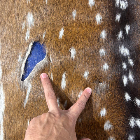 Axis Deer Skin Size: 45"x35" Axis-743