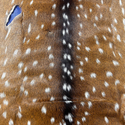 Axis Deer Skin Size: 45"x35" Axis-743