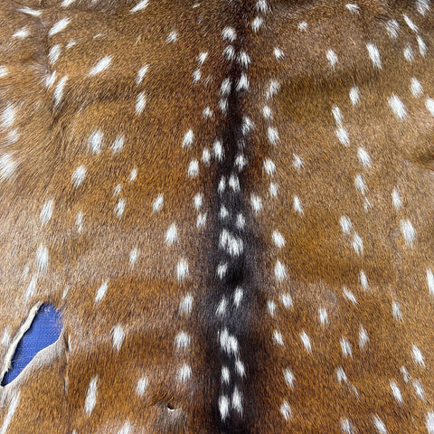 Axis Deer Skin Size: 45"x35" Axis-743