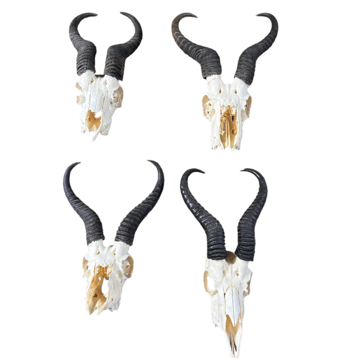 4 crânes de cerf - 4 vrais crânes d'antilope Springbok africaine - Crâne d'antilope trophée africaine Taille approximative : 15HX9WX5D pouces