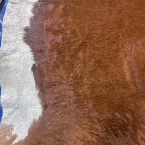 Hereford Cowhide Rug Size: 8x8 feet J-058