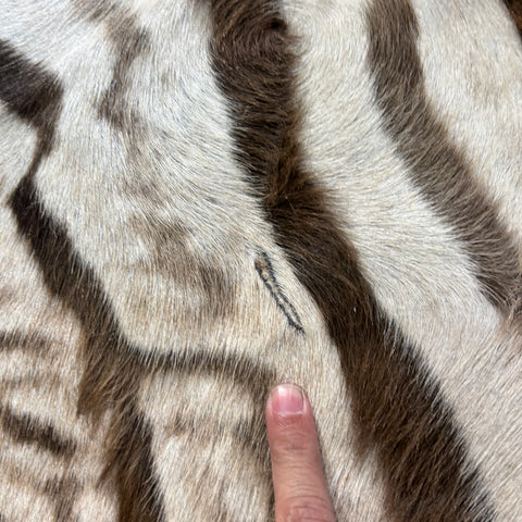 Real Zebra Skin # 86 (Tail is about 20") Size: 81x68"