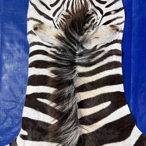 Real Zebra Skin # 86 (Tail is about 20") Size: 81x68"
