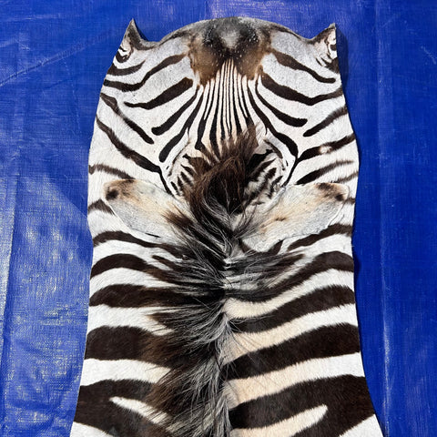 Real Zebra Skin # 86 (Tail is about 20") Size: 81x68"