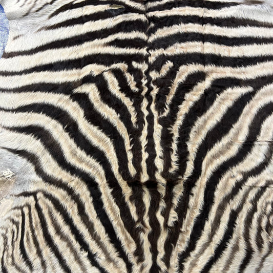 Real Zebra Skin # 87 (curly Hair/Tail is about 18"/Patch) Size: 80x58"