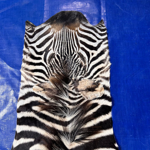 Real Zebra Skin # 87 (curly Hair/Tail is about 18"/Patch) Size: 80x58"