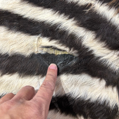 Real Zebra Skin # 87 (curly Hair/Tail is about 18"/Patch) Size: 80x58"