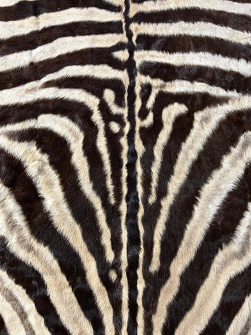 Real Zebra Skin Rug Size: 7.5x5.5 ft (Tail is about 25"/Across belly 50") # 1