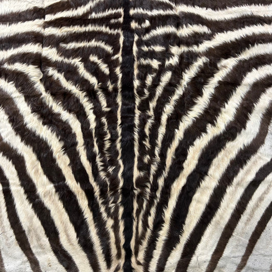 Real Zebra Skin # 88 (curly Hair/tail is about 23") Size: 86x62"