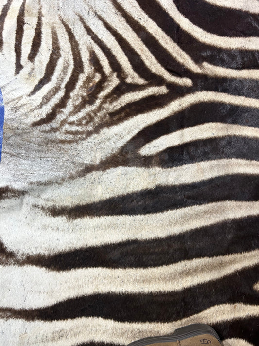Real Zebra Skin # 89 (curly Hair/tail is about 26") Size: 102x78"