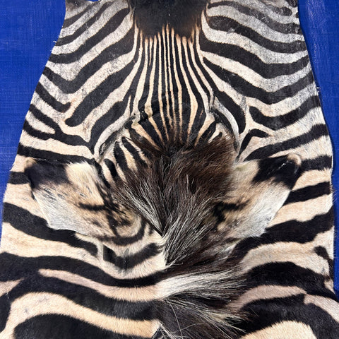 Tapis en peau de zèbre véritable # 29 Taille énorme : 7X6 pieds - TAIE D'OREILLER ZEBRA GRATUITE