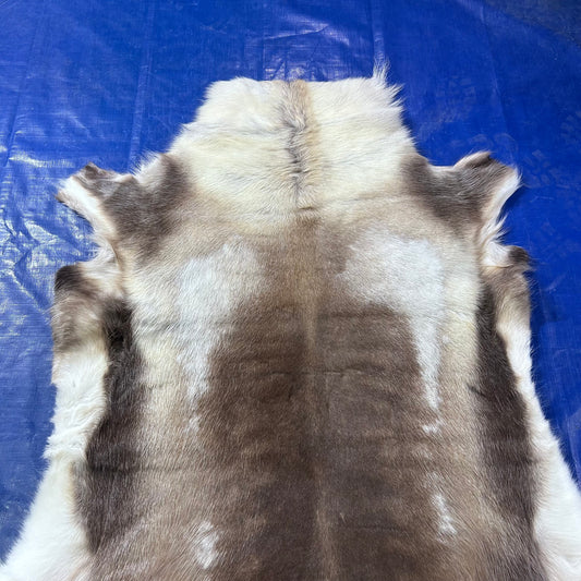 Reindeer Skin (White and Brown) Size: 55x50" Z-183