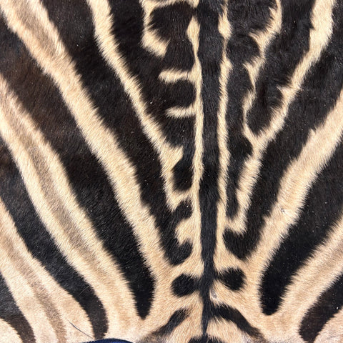 Tapis en peau de zèbre véritable # 29 Taille énorme : 7X6 pieds - TAIE D'OREILLER ZEBRA GRATUITE