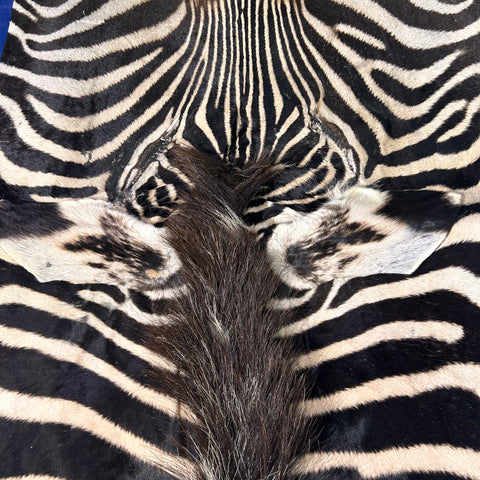 Tapis en peau de zèbre véritable n° 30 Taille énorme : 8 x 6 pieds - TAIE D'OREILLER ZEBRA GRATUITE