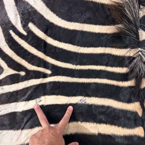 Tapis en peau de zèbre véritable n° 30 Taille énorme : 8 x 6 pieds - TAIE D'OREILLER ZEBRA GRATUITE