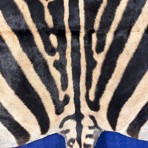 Tapis en peau de zèbre véritable n° 30 Taille énorme : 8 x 6 pieds - TAIE D'OREILLER ZEBRA GRATUITE