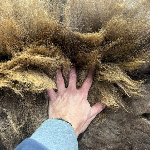 Bison Skin Rug (awesome long winter coat) Size: 7x7 feet Bison # 26