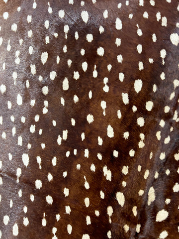 Axis Deer Print Cowhide Rug (darker background a few scars) Size: 7x6.2 feet D-104