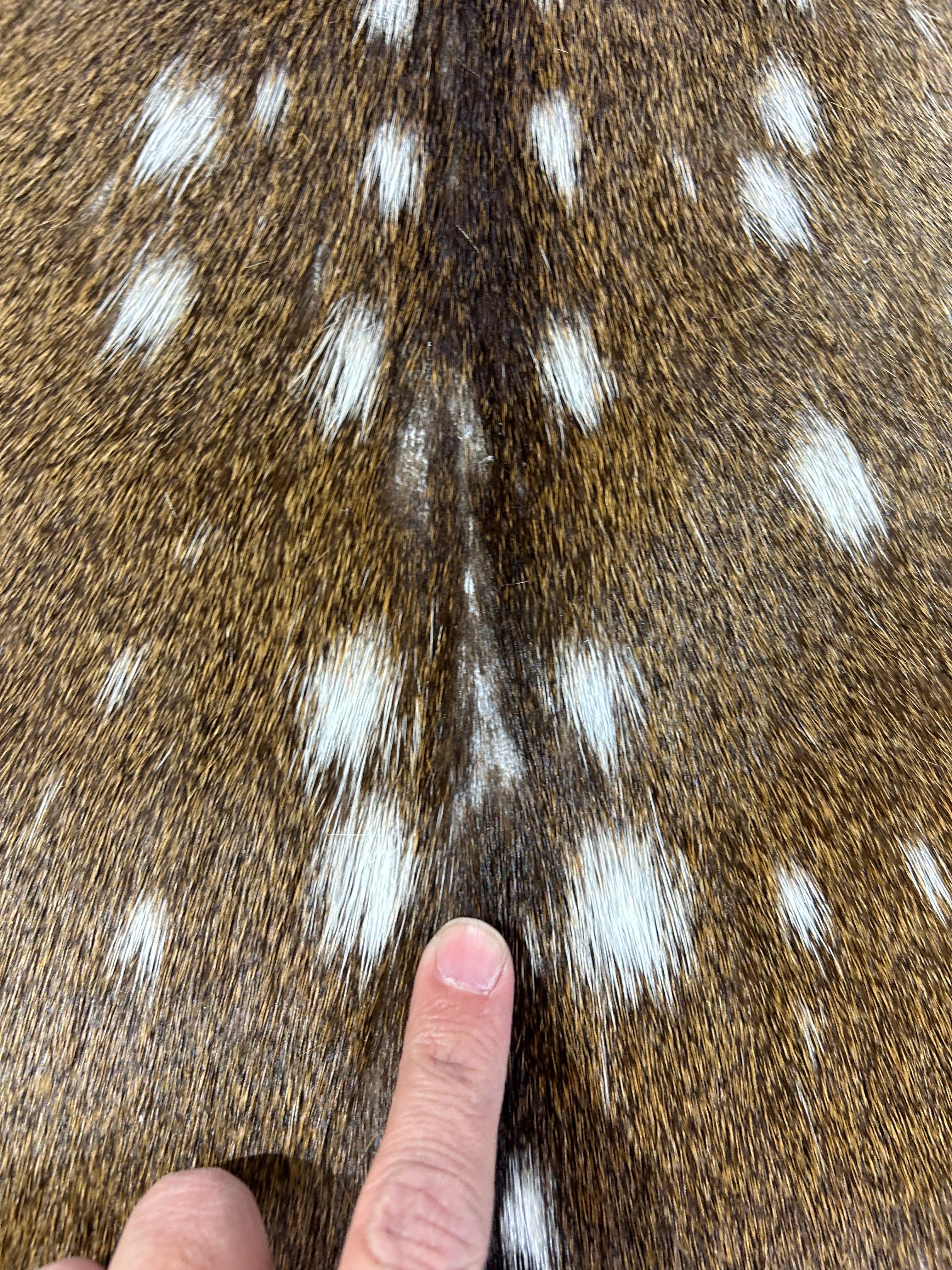Top Grade Axis Deer Skin (no holes) Size: 50x33" Axis-727