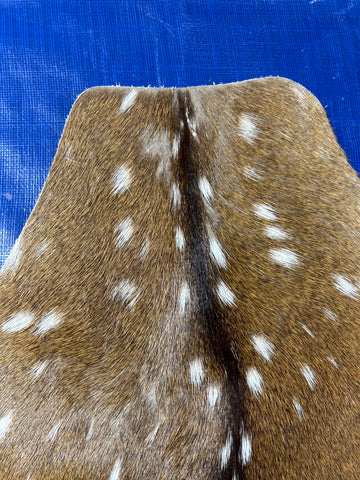 Top Grade Axis Deer Skin (no holes) Size: 45x38" Axis-728